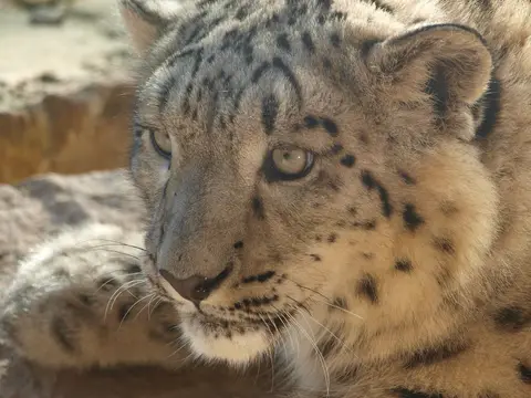 Photo of Twycross Zoo, a visitor attraction near Polesworth, Leicestershire, central England.