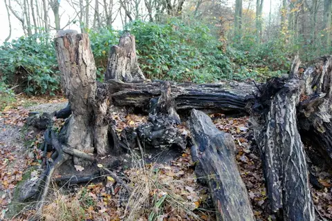 Photo of Whitewebbs Country Park, a country park near Crews Hill, London, England.