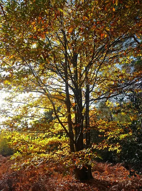 Photo of Lavington Common, a Site of Special Scientific Interest near Petworth in the South Downs, West Sussex, south east England.