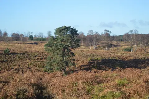 Photo of Cannock Chase Country Park, a country park near Milford, Staffordshire, central England.
