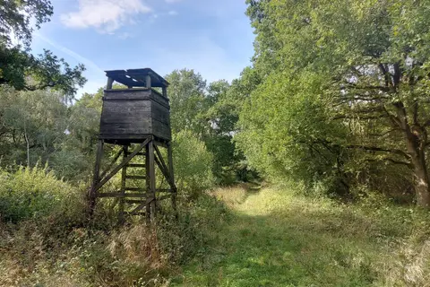 Photo of Castor Hanglands, a National Nature Reserve near Peterborough, Cambridgeshire, eastern England.