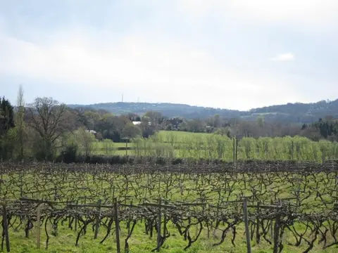 Photo of Carr Taylor Vineyard, a vineyard near Westfield in the High Weald, East Sussex, south east England.