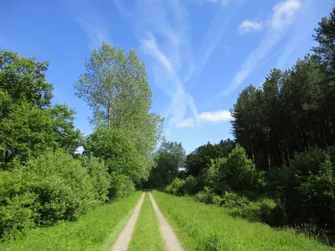 Photo of Chambers Farm Wood, a landmark near Wragby, Lincolnshire, central England.