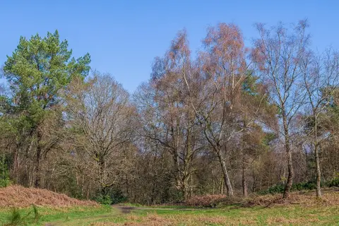 Photo: Holmbury Hill, a viewpoint near Peaslake, Surrey, south east England.