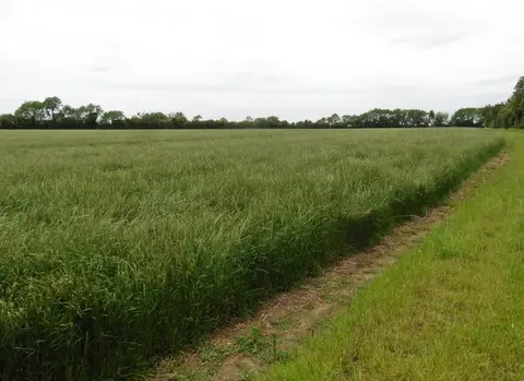 Photo: Boring Field, an 81m hill near Kimbolton, Northamptonshire, central England.