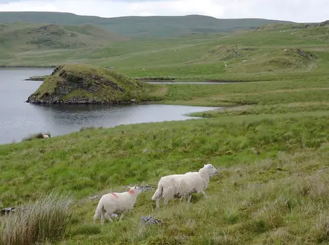 Photo of Teifi Pools, a lake near Pontrhydfendigaid, Ceredigion, mid Wales.