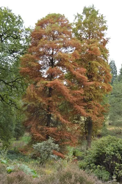 Photo of Bedgebury National Pinetum, a Grade II registered house & garden near Goudhurst in the High Weald, Kent, south east England.