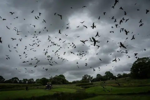 Photo of Gigrin Farm Red Kite Feeding Station, a visitor attraction near Rhayader, the Powys, mid Wales.
