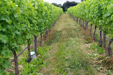 Photo of Woodchester Valley Vineyard, a vineyard in the Cotswolds, Gloucestershire, south west England.