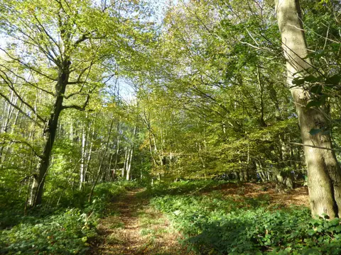 Photo of Trosley Country Park, a country park near West Malling, Kent, south east England.