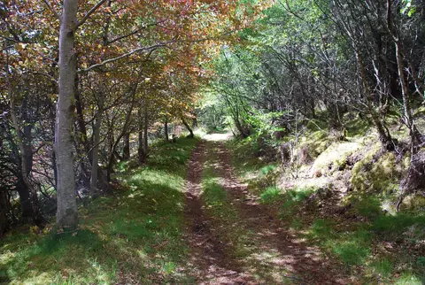 Photo of Berriedale Wood, a visitor attraction near Rackwick, the Orkney Islands, the Scottish Highlands and Islands.
