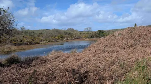 Photo of Lower Porkellis, a nature reserve near Helford, Cornwall, south west England.