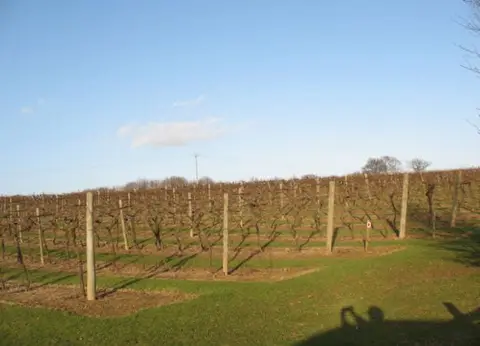 Photo of Biddenden Vineyards, a vineyard in Kent, south east England.