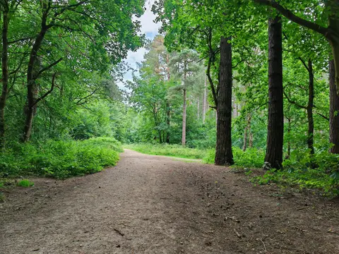 Photo of Sherwood Forest, a National Nature Reserve near Edwinstowe, Nottinghamshire, central England.