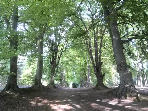 Photo of Harlestone Firs, a visitor attraction in Northamptonshire, central England.