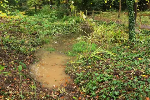 Photo of Leigh Woods, a National Nature Reserve near Bristol, Somerset, south west England.