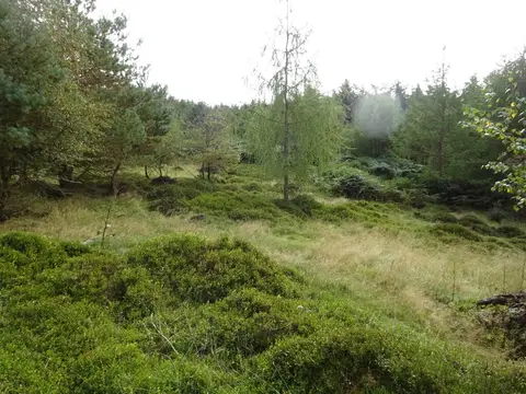 Photo of Bucknell Wood Meadows, a Site of Special Scientific Interest near Sulgrave, Northamptonshire, central England.