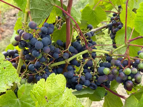 Photo of Llanerch Vineyard, a vineyard near Hensol, the Vale of Glamorgan, south east Wales.