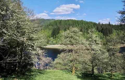 Photo of Faskally Wood, a visitor attraction near Pitlochry, Perth and Kinross, central Scotland.