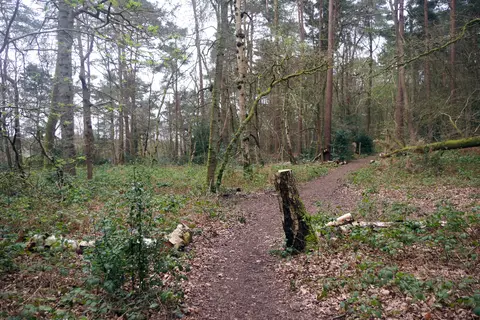 Photo of Ambarrow Hill, a country estate near Hartley Wintney, Berkshire, south east England.