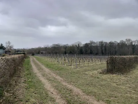Photo of Greyfriars Vineyard, a vineyard near Puttenham, Surrey, south east England.