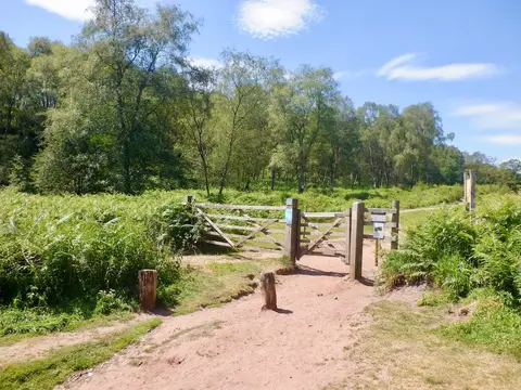 Photo of Bickerton Hill, a Site of Special Scientific Interest in Cheshire, north west England.