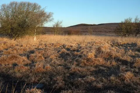 Photo of Hartland Moor, a Site of Special Scientific Interest near Corfe Castle, Dorset, south west England.