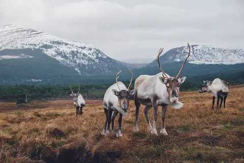 Photo of Cairngorm Reindeer Centre, a visitor attraction near Aviemore in the Cairngorms, Highland, the Scottish Highlands and Islands.