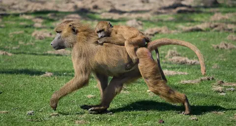 Photo of Port Lympne Reserve, a visitor attraction near Hythe, Kent, south east England.