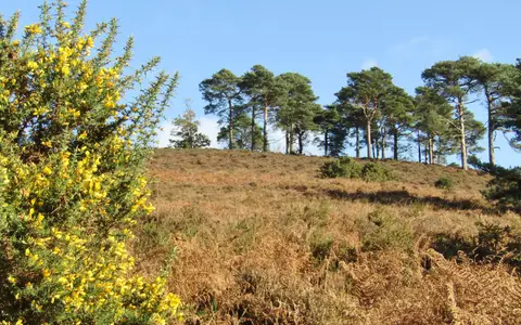 Photo of Hindhead Commons, a country estate near Haslemere, Surrey, south east England.