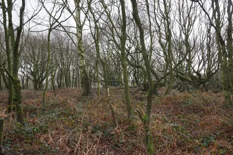 Photo of Pex Hill Country Park, a country park near Warrington, Merseyside, north west England.