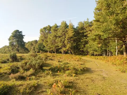 Photo of Ashdown Forest, a Site of Special Scientific Interest near Forest Row in the High Weald, East Sussex, south east England.