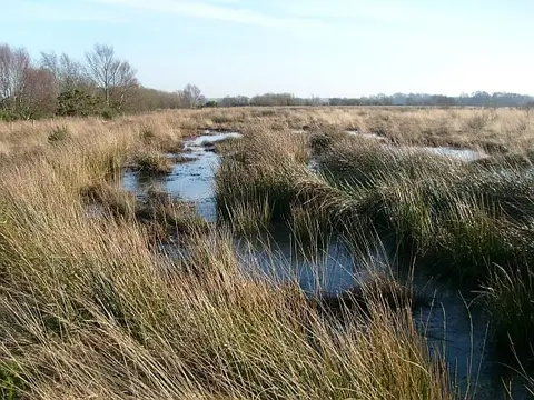 Photo of Drumburgh Moss, a National Nature Reserve near Annan, Cumbria, north west England.
