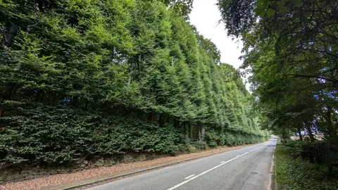 Photo of Meikleour Beech Hedge, a visitor attraction near Coupar Angus, Perth and Kinross, central Scotland.