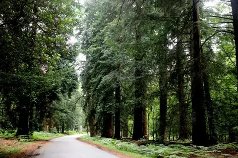 Photo of Blackwater Arboretum, a landmark near Brockenhurst in the New Forest, Hampshire, south east England.