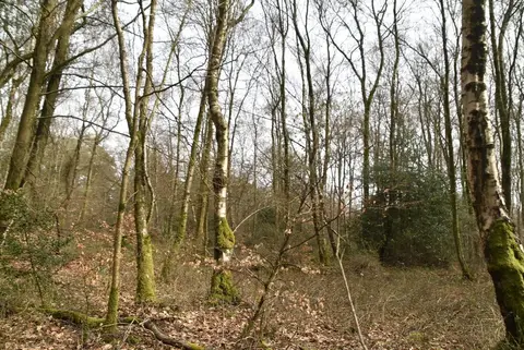 Photo of Little Kings Wood, a nature reserve near Gomshall, Surrey, south east England.