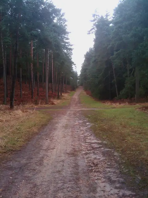 Photo: Surrey Hill, a 131m hill near Chobham, Berkshire, south east England.