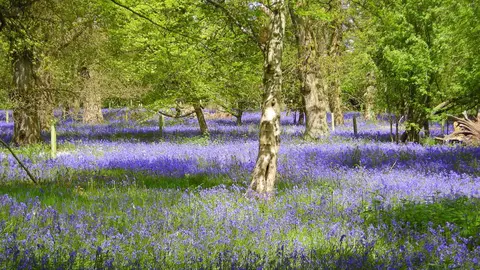 Photo of Harcourt Arboretum, a garden near Nuneham Courtenay, Oxfordshire, south east England.