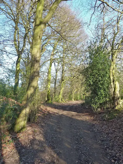 Photo: Pavis Wood, a 244m hill near Tring in the Chilterns, Buckinghamshire, south east England.