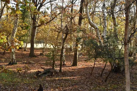 Photo of West Stow Country Park, a country park near Bury St Edmunds, Suffolk, eastern England.