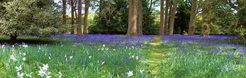 Photo of Winkworth Arboretum, a garden near Hascombe, Surrey, south east England.