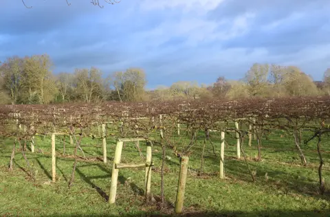 Photo of Brightwell Vineyard, a vineyard near Brightwell-cum-Sotwell in the North Wessex Downs, Oxfordshire, south east England.