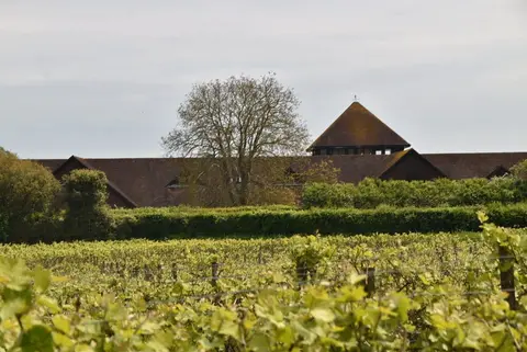 Photo of Denbies Wine Estate, a vineyard near Dorking, Surrey, south east England.