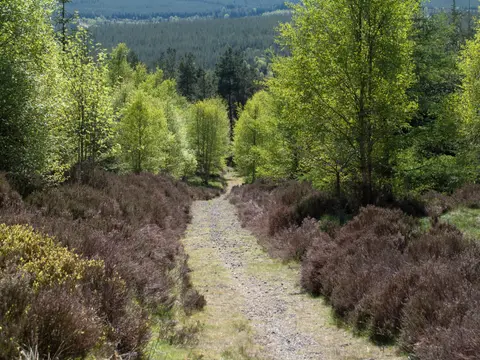 Photo: Hamsterley Forest, a viewpoint near Eggleston, County Durham, north east England.