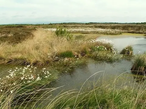 Photo of Bowness Common, a Site of Special Scientific Interest near Annan in the Solway Coast, Cumbria, north west England.