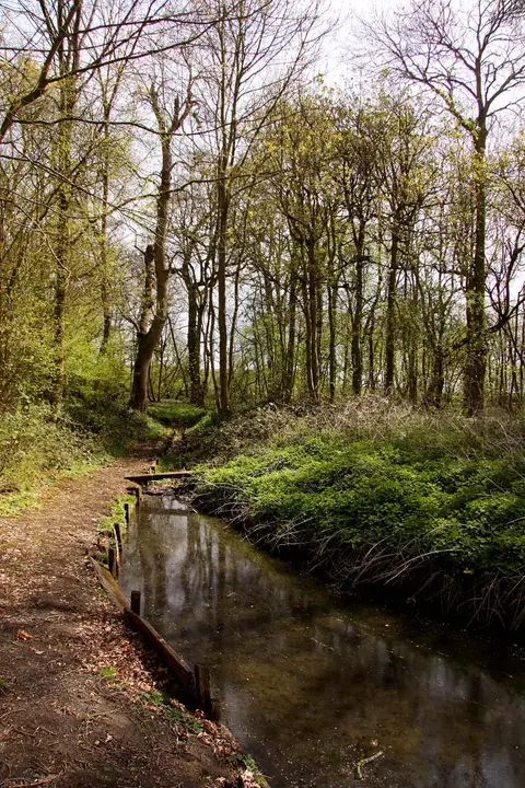 Photo of Boarstall Duck Decoy, a nature reserve near Brill, Buckinghamshire, south east England.
