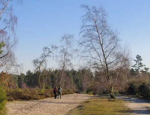 Photo of Blackheath, a Site of Special Scientific Interest near Albury, Surrey, south east England.