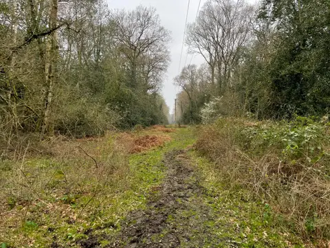 Photo of Hook Common and Bartley Heath, a Site of Special Scientific Interest near North Warnborough, Hampshire, south east England.