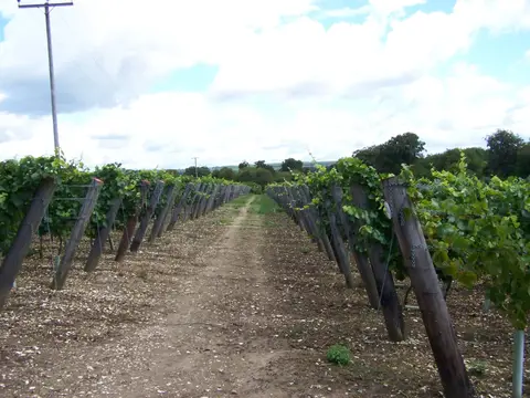 Photo of Hambledon Vineyard, a vineyard in the South Downs, Hampshire, south east England.