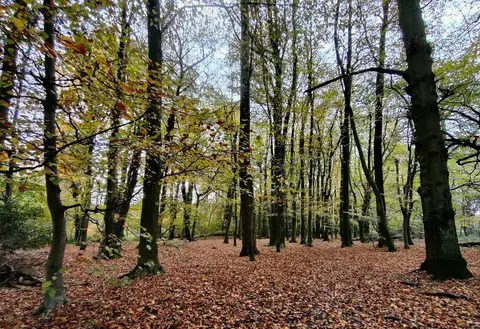 Photo of Lickey Hills Country Park, a country park near Barnt Green, Worcestershire, central England.
